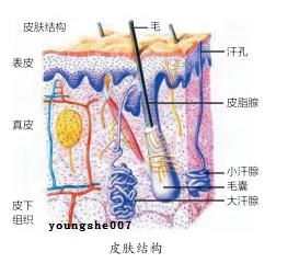 十三肽-1是生长因子吗？