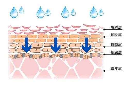 三肽-32 抗氧化抗糖化 Tripeptide-2