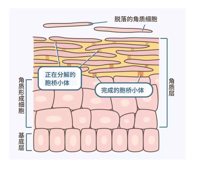 皮肤结构3