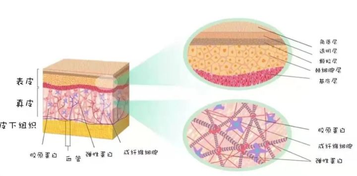 皮肤结构5